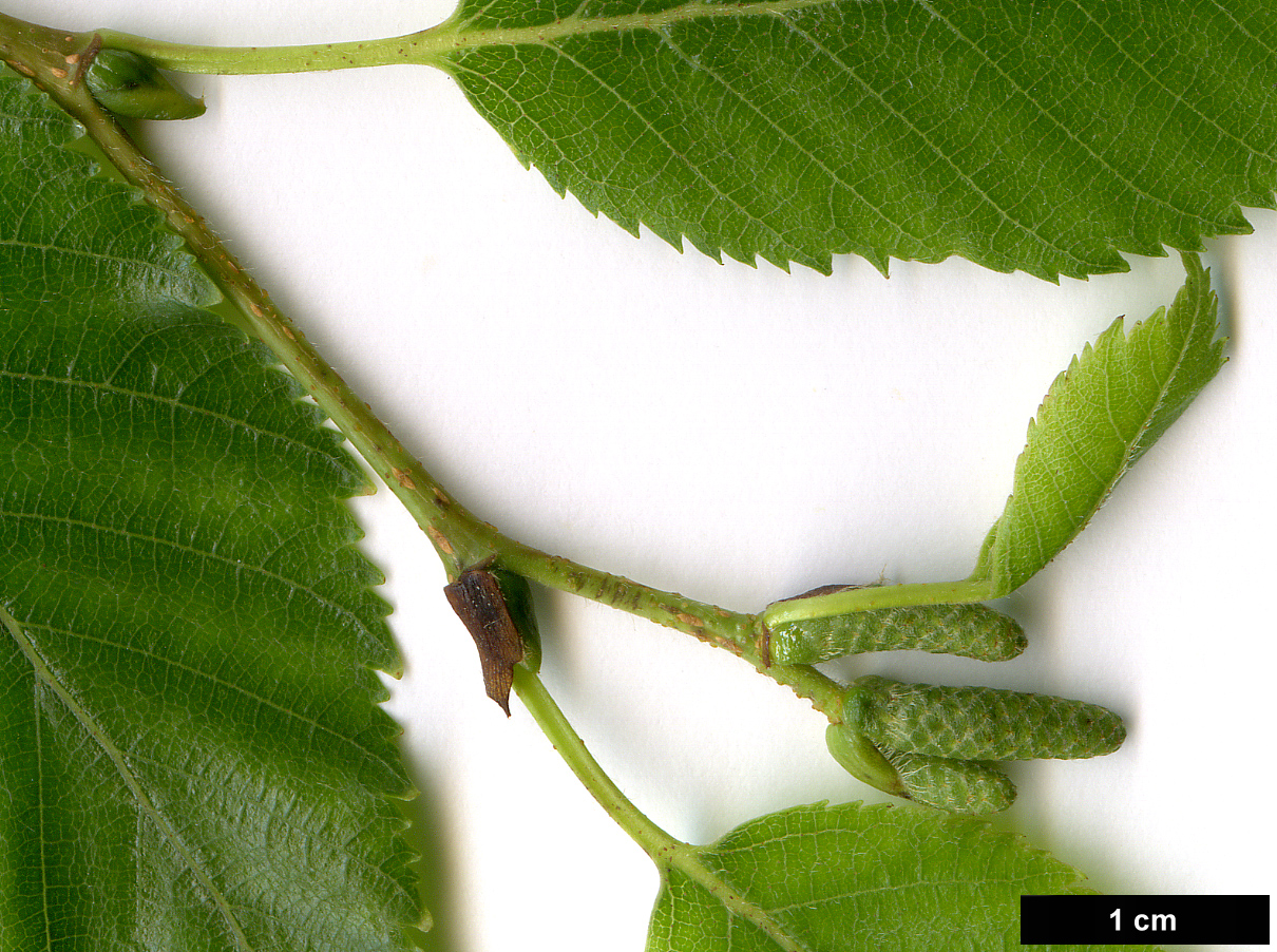 High resolution image: Family: Betulaceae - Genus: Betula - Taxon: utilis - SpeciesSub: subsp. utilis